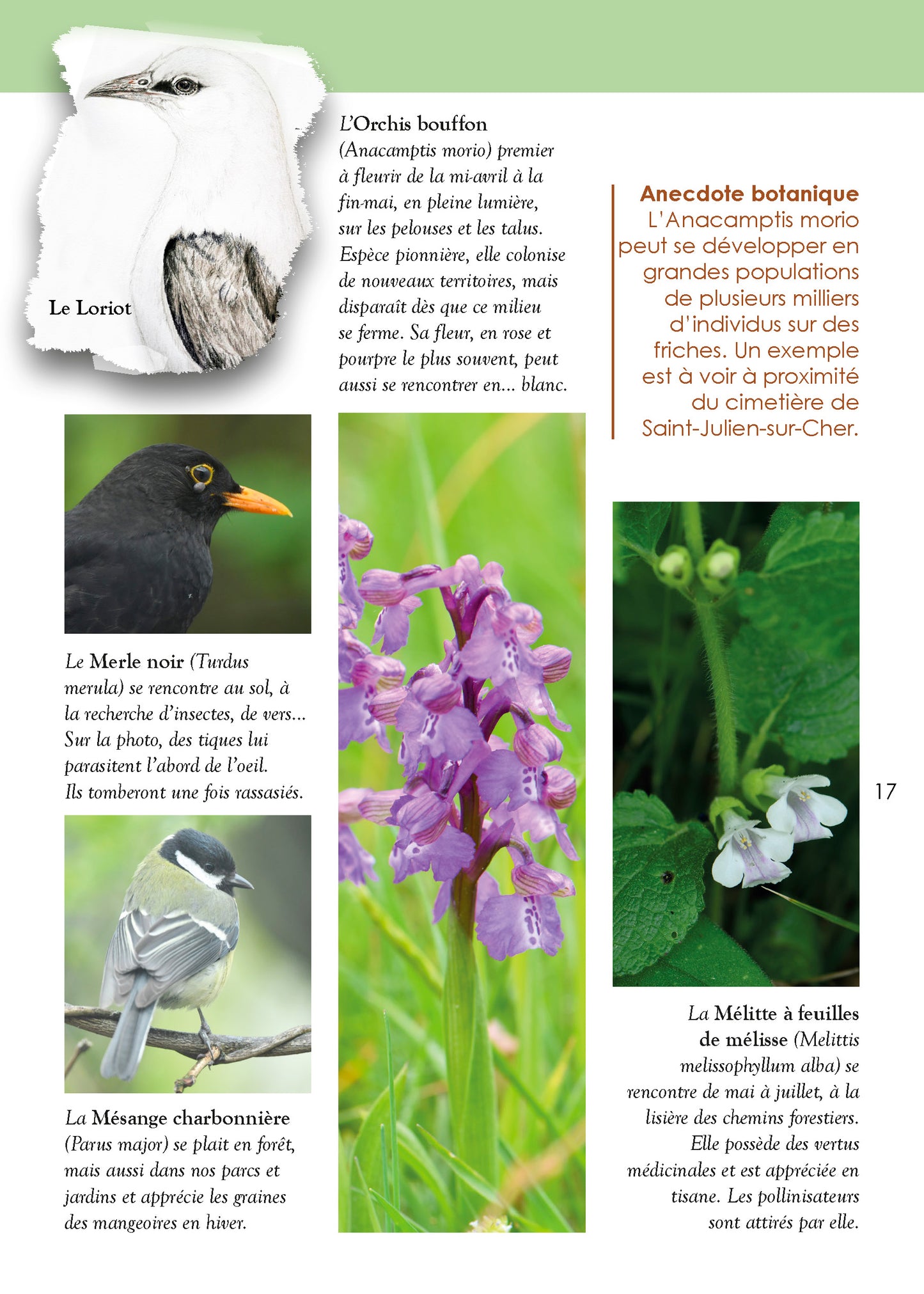 Guide des orchidées sauvages dans la vallée du Cher