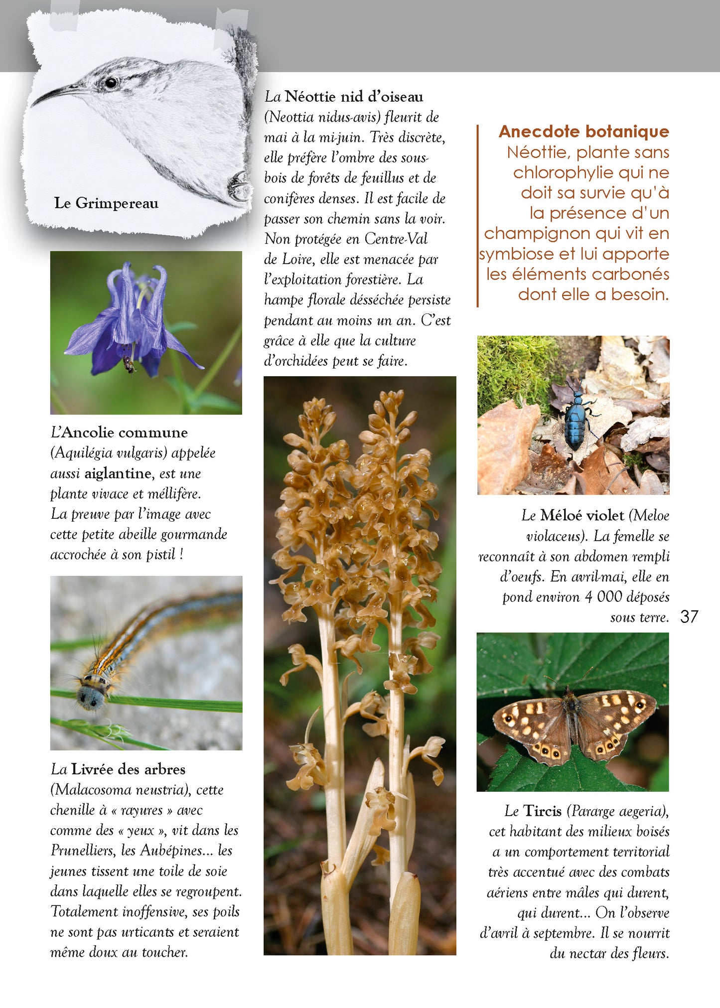 Guide des orchidées sauvages dans la vallée du Cher
